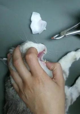У кошки болят зубы: как понять и что делать?