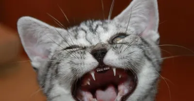 Молочные зубы у кошек? | Пикабу