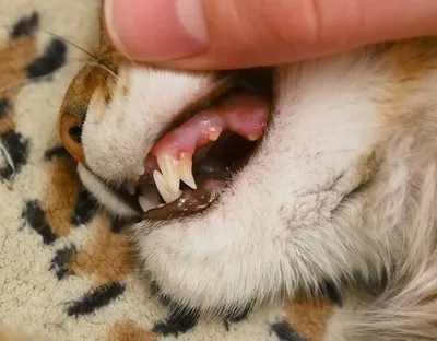 Зубы кошки - схема, болезни, формула, когда меняются