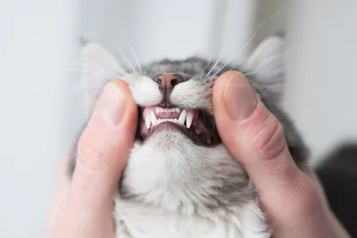 Как понять, что у котенка начали резаться зубы? Полное руководство по  прорезыванию зубов у котят | Хвостатые секреты: все об уходе за кошками |  Дзен