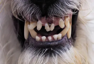 Смена зубов у собак|Невыпавшие молочные зубы у собак
