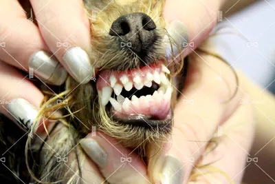 Смена молочных зубов у котят и щенков