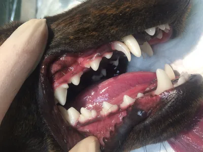 Молочные зубы у собак фото фотографии