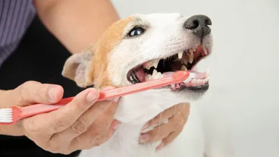 Молочные зубы у собак