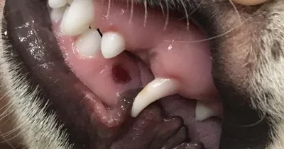 Удаление молочных зубов у мелких пород собак