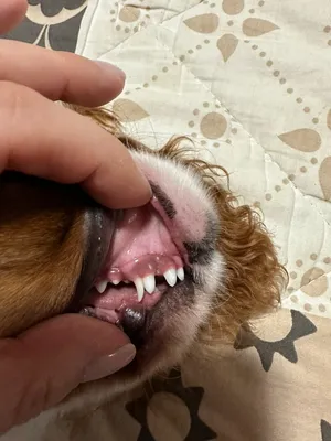 FORSIDE Veterinary Clinic - Точно так же как и у детей у животных в  определенном возрасте начинается смена зубов с молочных на постоянные.  🟢Смена зубов у собак начинается в 3-7 месяцев и