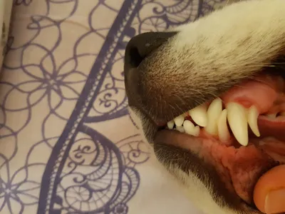 Когда у щенков меняются зубы