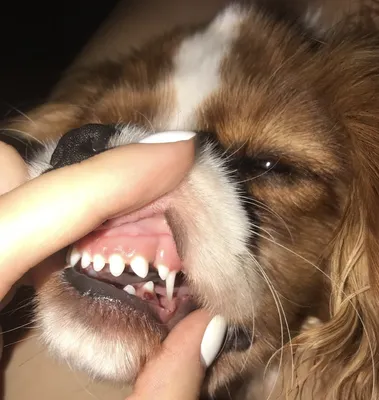 Строение зубов собаки, болезни, лечение и профилактика - Цамакс Интернешнл.  Ветеринарные препараты и кормовые добавки. Цены, где купить, отзывы