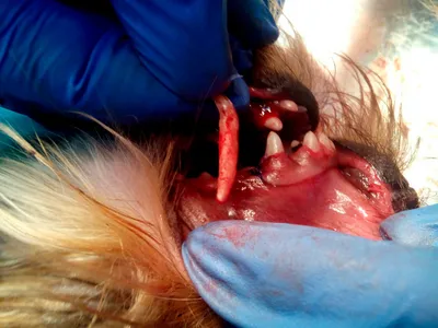 Невыпавшие молочные зубы у собак - причины и последствия патологии | Лапа  помощи | Дзен