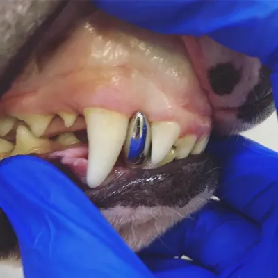 Прорезывание и смена молочных зубов у котят - симптомы, правила ухода и  лечение