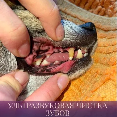 Удаление зубов у собак | Цены на удаление зубов у собак в Москве - ЗооПорт