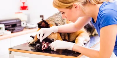 Немного необычного о зубах собак | Питомник Мальтезе \"Vart Royal Escort\".  Племенное разведение собак породы Мальтезе.