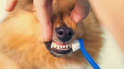 Ложная Полиодонтия. Собака с челюстью акулы. | Атмосферная клиника | Дзен