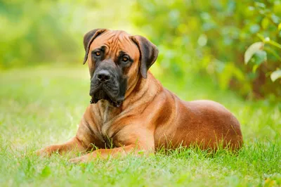 Собака Большой Бордоский Дог - Бесплатное фото на Pixabay - Pixabay