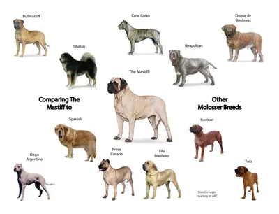 Молоссы (собаки) — Википедия