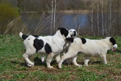 Порода боксер: характеристика собак и щенков породы 🐶 — ProPlan.ru