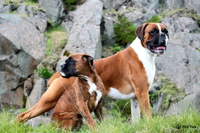 Посмотрите на воскресший вид древней гигантской собаки - молосса