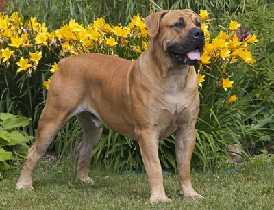 картинки : собака, Млекопитающее, Позвоночный, Крупный, порода собаки,  Dogue de Bordeaux, Dog de Bordeaux, Французский мастиф, Молосс, Собака, как  млекопитающее 3456x5184 - - 721483 - красивые картинки - PxHere