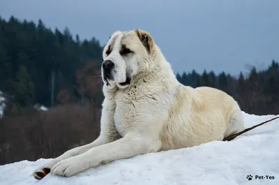 Порода эштрельская овчарка - Породы собак обзор на Gomeovet