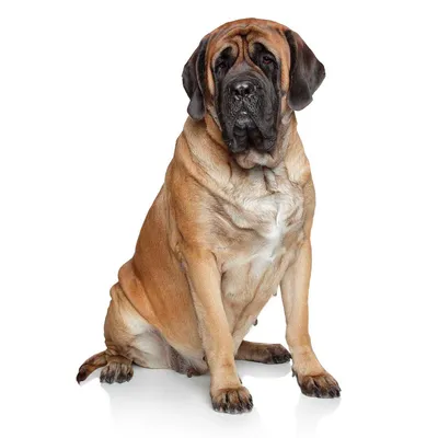 Ка-де-бо собака: фото, характер, описание породы