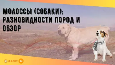 Выставки собак Беларуси