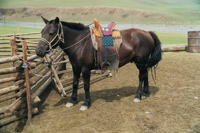 Монгольская лошадь — Википедия