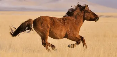 Монгольская лошадь стоковое изображение. изображение насчитывающей монгол -  209537931
