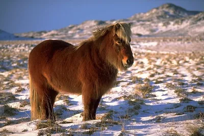 Удивительные факты о монгольских лошадях, которые вы могли не знать | Лана  Ильинична | Дзен