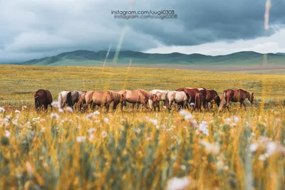 Монгольская лошадь с седловиной Стоковое Изображение - изображение  насчитывающей седловина, оседлано: 36742713