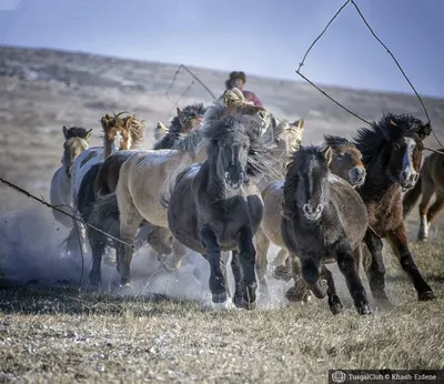 Монгольская лошадь: стук копыт, пугавший цивилизации | Книга Войны | Дзен