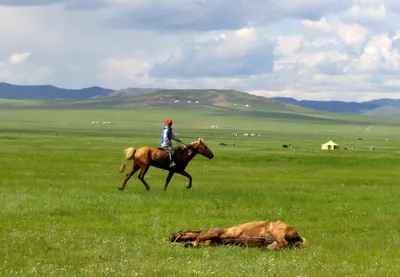 Монгольские лошади: Благодаря ним Чингисхан завоевал полмира. Невозможно  выносливые и вечно дикие скакуны | Пикабу