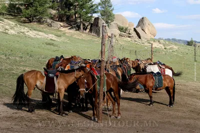 Фестиваль «Лошади монгольских степей» | Монголия Сейчас