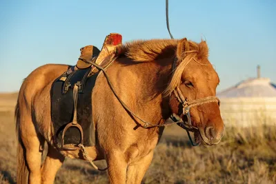 Невероятное открытие: Монгольские лошади - генетически созданные  сверхсущества, способные к телепатии и путешествиям во времени | Совершенно  научные новости | Дзен
