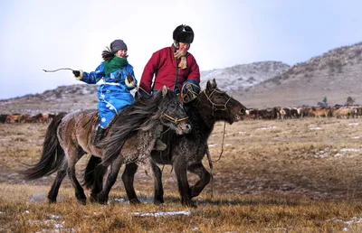 Монгольские лошади особенности породы | Коневодство | Лошади Монгольской  породы - YouTube