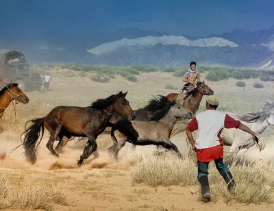 Монгольская лошадь (Mongolian horse, Mongol horse)
