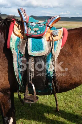 Боевые монгольские лошадки | Пикабу