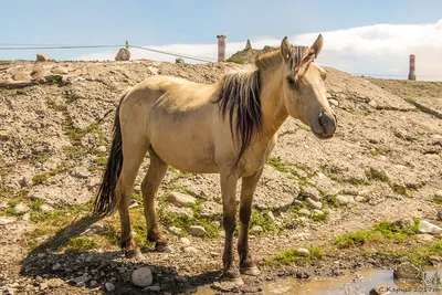 Монгольская лошадь. | Дикое поле | Дзен