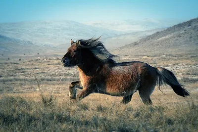 Как монгольские лошади дошли до Берлина | Монголия Сейчас