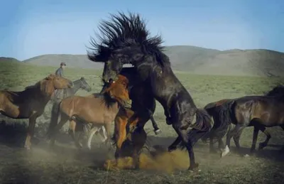 Серебряная монета Монголии «Монгольская лошадь» 2014