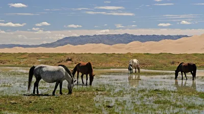 Традиционная Монгольская Лошадь Седла Стоковые Фотографии | FreeImages