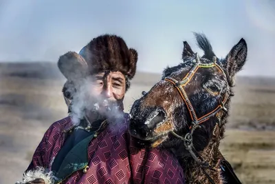 Монгольская лошадь стоковое изображение. изображение насчитывающей  бесконечно - 32569179