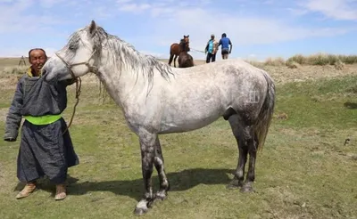 Монгольская порода лошадей | Мои лошадки