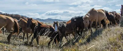 Якутскую вакцину против мыта лошадей начнут производить в Монголии — Улус  Медиа
