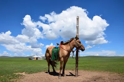 JXK JXK165 1/6 монгольская лошадь статическая модель животного солдат сцена  аксессуары Подходит 12 дюймов экшн-фигурки Куклы | AliExpress