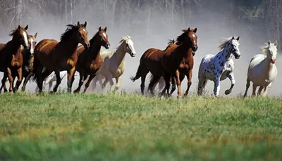 Монголы и монгольская лошадь... - Бидний цөөхөн Монголчууд | Facebook
