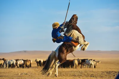 Монгольская лошадь с седловиной Стоковое Фото - изображение насчитывающей  монголия, степь: 36742750