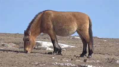 Монгольские лошади. Катание на лошадях в Монголии. Конные туры в Монголии.  Фотографии.