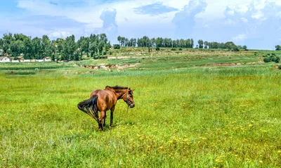 Казахская лошадь — Википедия