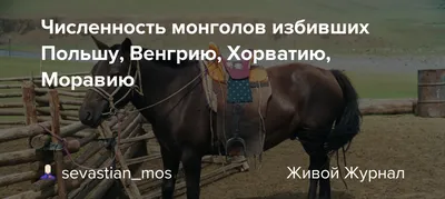 В Монголии вывели новую породу лошадей | Аналитический Интернет-портал