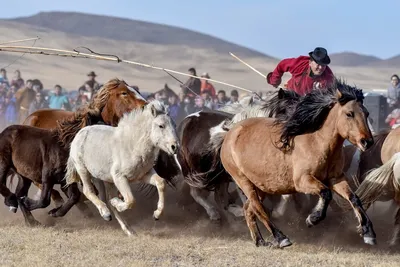 Bystander Майдар on X: \"Доброе утро, люди добрые! Из цикла «🇲🇳Монгольская  лошадь💖💖💖»... Монгол адуу — монгольская порода лошади. Монгольские  кочевники, численность которых не превышает 0,7 млн чел., держат более 4  млн голов.
